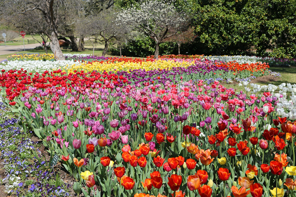 The garden of Tulip - Fort Worth Botanic Garden, Texas