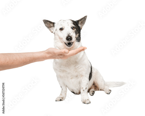 Black and white dog, isolate on a white background. The mongrel dog eats food from the hand.