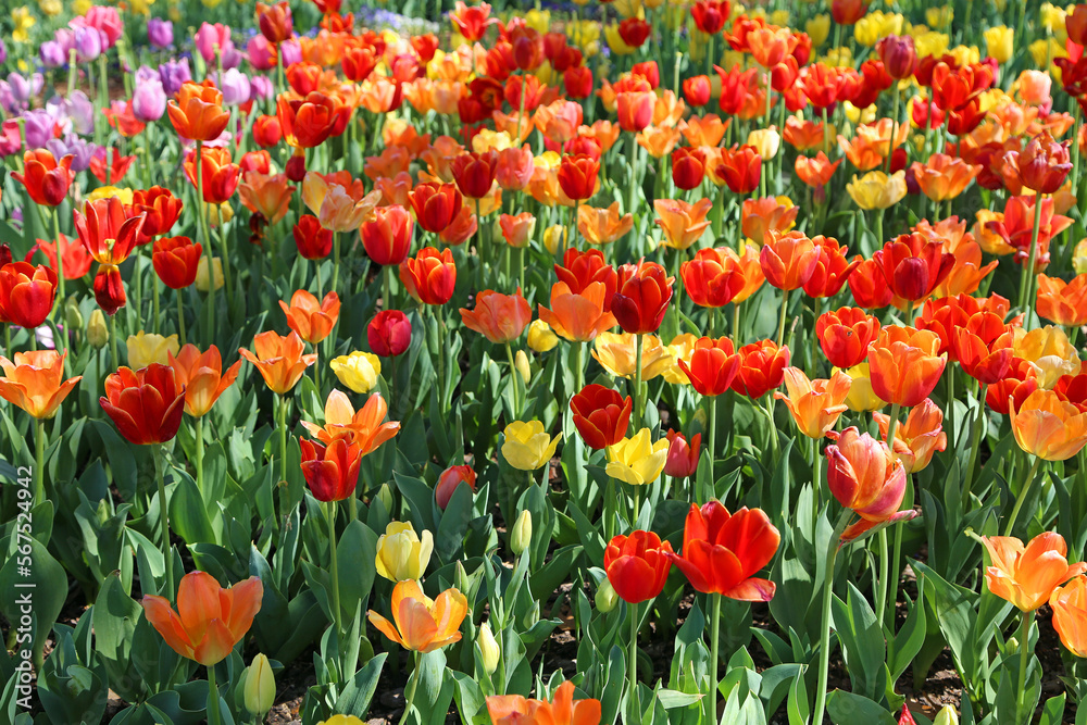 Fototapeta premium Red, orange and yellow Tulips - Fort Worth Botanic Garden, Texas