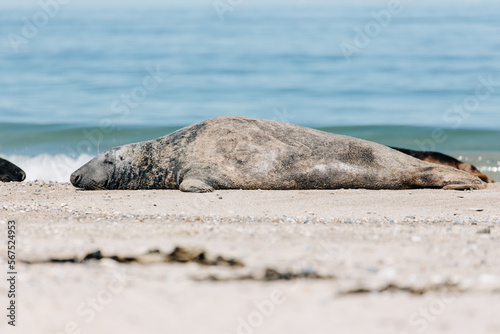 Gray seals relaxing on the beach on Island Düne Heligoland in North Sea Germany