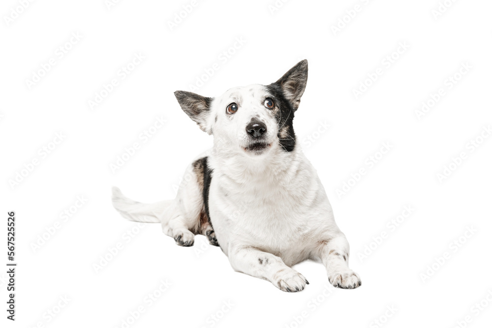 Black and white dog, isolate on a white background. The mongrel dog looks up.