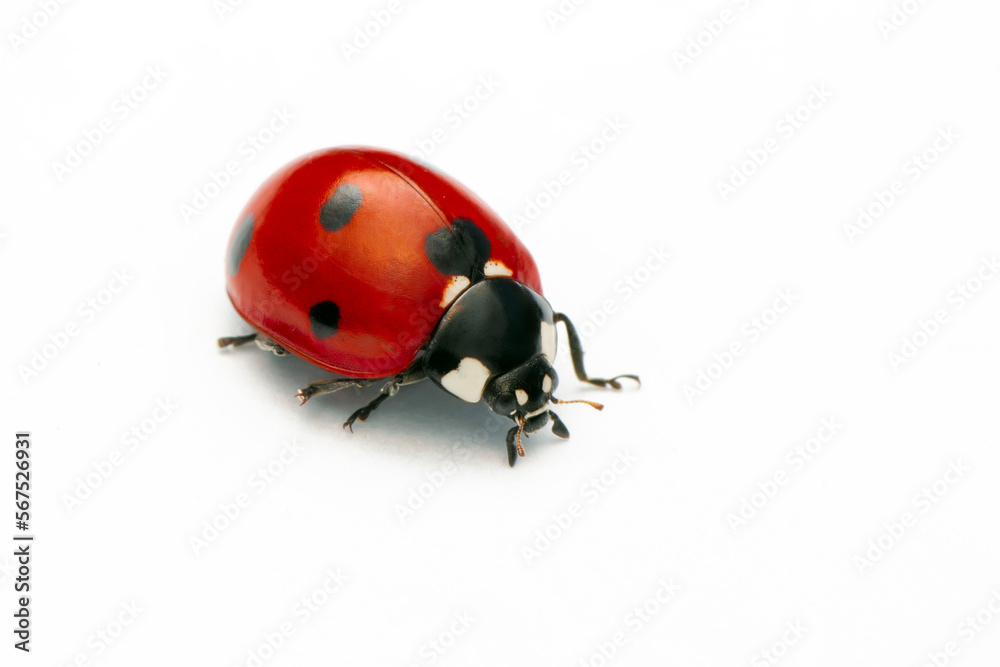 Macro shots, Beautiful nature scene. Beautiful ladybug on leaf defocused background
Macro shots, Beautiful nature scene. Beautiful ladybug on leaf defocused background