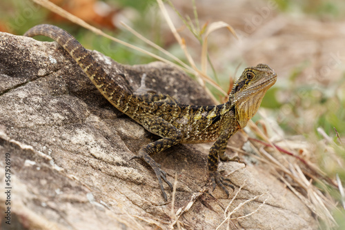 Australian Water Dragon - Intellagama or Physignathus lesueurii howittii, also Eastern or Gippsland water dragon, lizard on the rock above the sea photo