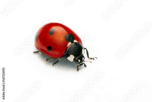 Macro shots, Beautiful nature scene.  Beautiful ladybug on leaf defocused background   © blackdiamond67