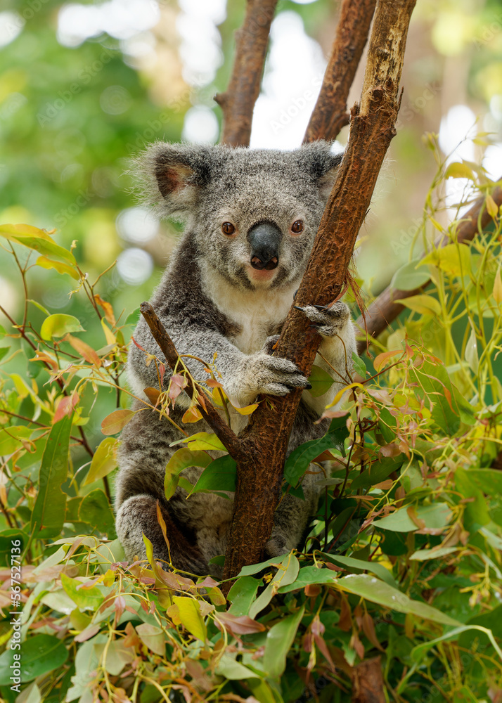 Obraz premium Koala - Phascolarctos cinereus on the tree in Australia, eating, climbing on eucaluptus. Cute australian typical iconic animal on the branch eating fresch eucalyptus leaves