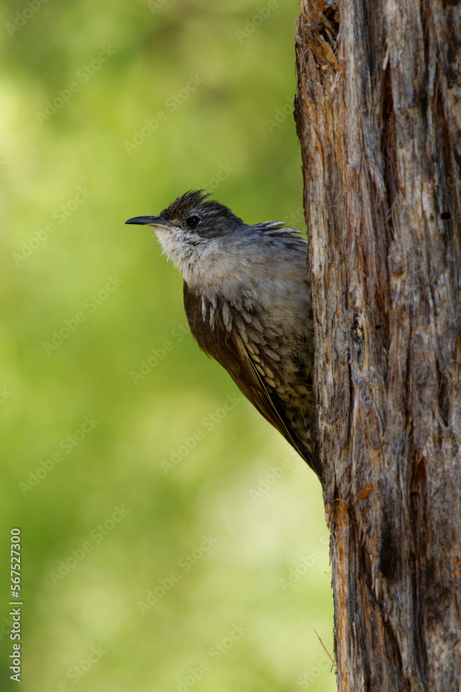 White-throated treecreeper (Cormobates leucophaea), an interesting small brown bird from eastern Australia. Tiny camouflaged bird sitting on the tree trunk with colorful background White-throated treecreeper (Cormobates leucophaea), an interesting small brown bird from eastern Australia. Tiny camouflaged bird sitting on the tree trunk with colorful background