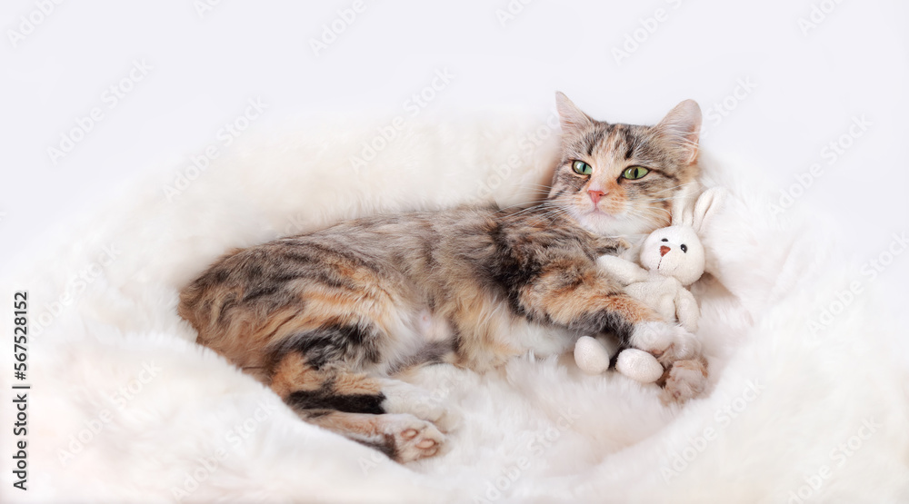 Cat plays with a toy bunny. Kitten rests on white fur and looking at the camera. Cat close-up on a white background. Kitten with big green eyes. Rabbit as a symbol of 2023. Web banner with copy space