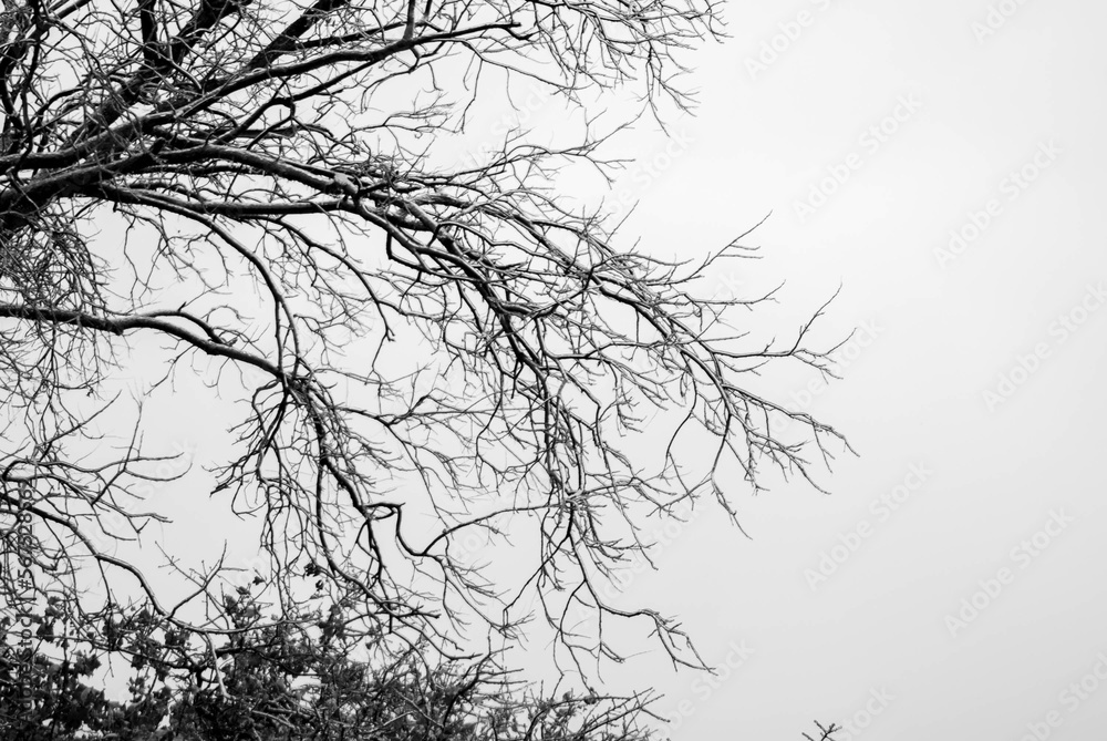 Fototapeta premium Monochrome winter tree