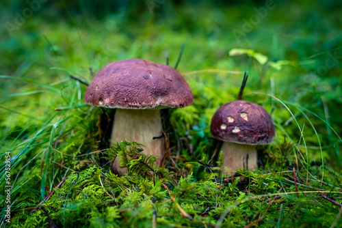 Mushrooms in the grass forest