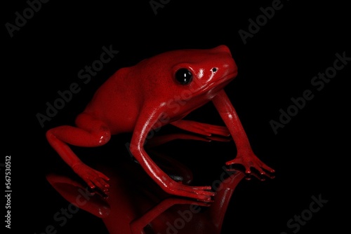 3d render of a Splendid Frog(Oophaga Sepciosa) an extinct species from Panama, Central America. 
It was a poisonous frog from the Panamanian rainforest. photo