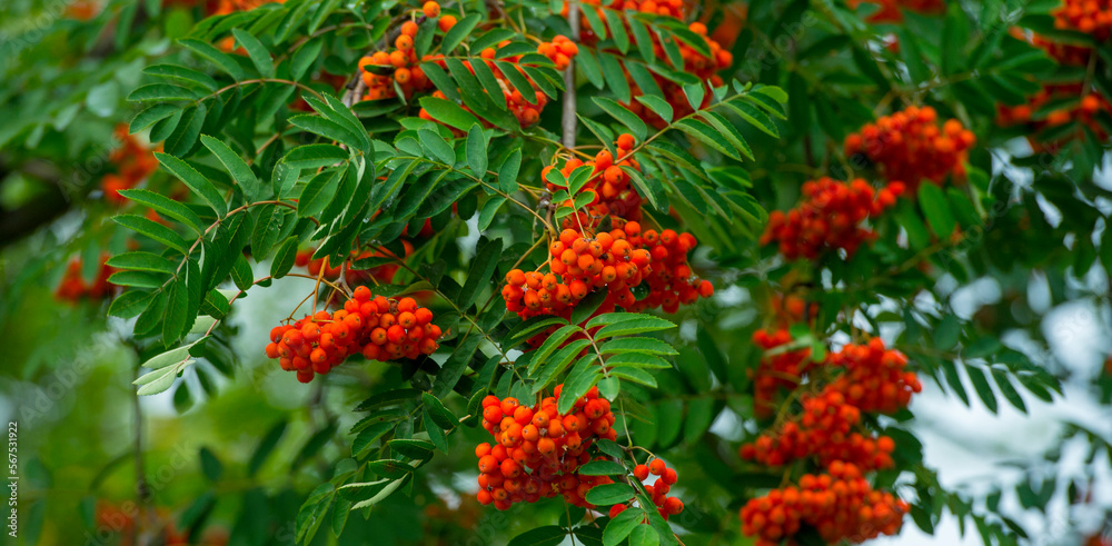 red rowan berries on a branch for background