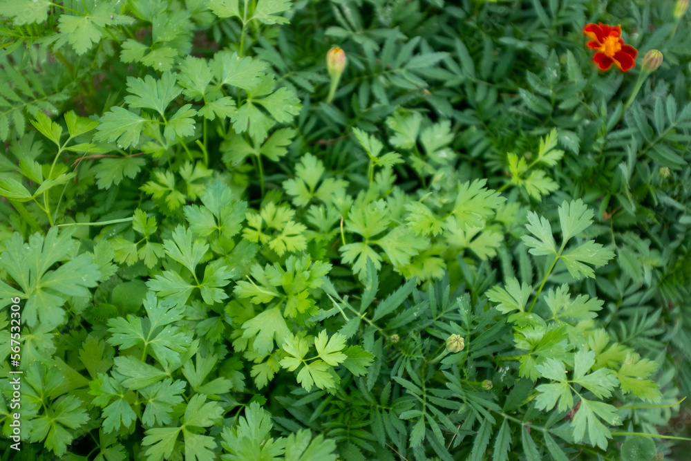 Green parsley leaves, close up. Background from parsleys for publication, design, poster, calendar, post, screensaver, wallpaper, postcard, banner, cover, website. High quality photo Green parsley leaves, close up. Background from parsleys for publication, design, poster, calendar, post, screensaver, wallpaper, postcard, banner, cover, website. High quality photo