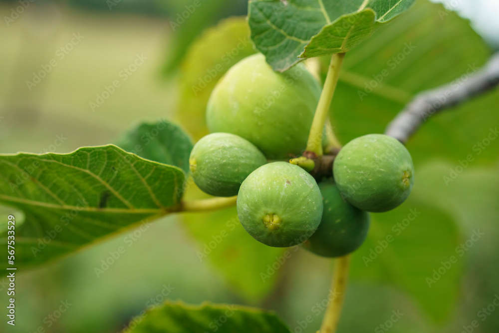 Green Figs Hanging Ripe on Tree Branch in Nature Green Figs Hanging Ripe on Tree Branch in Nature
