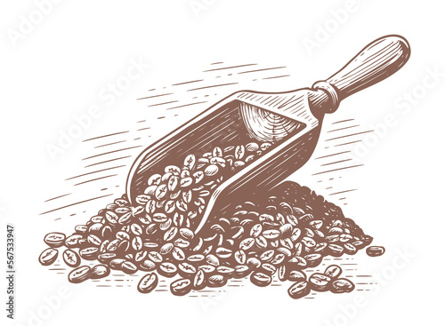 Grains of roasted coffee with a wooden spatula. Hand drawn sketch vintage vector illustration