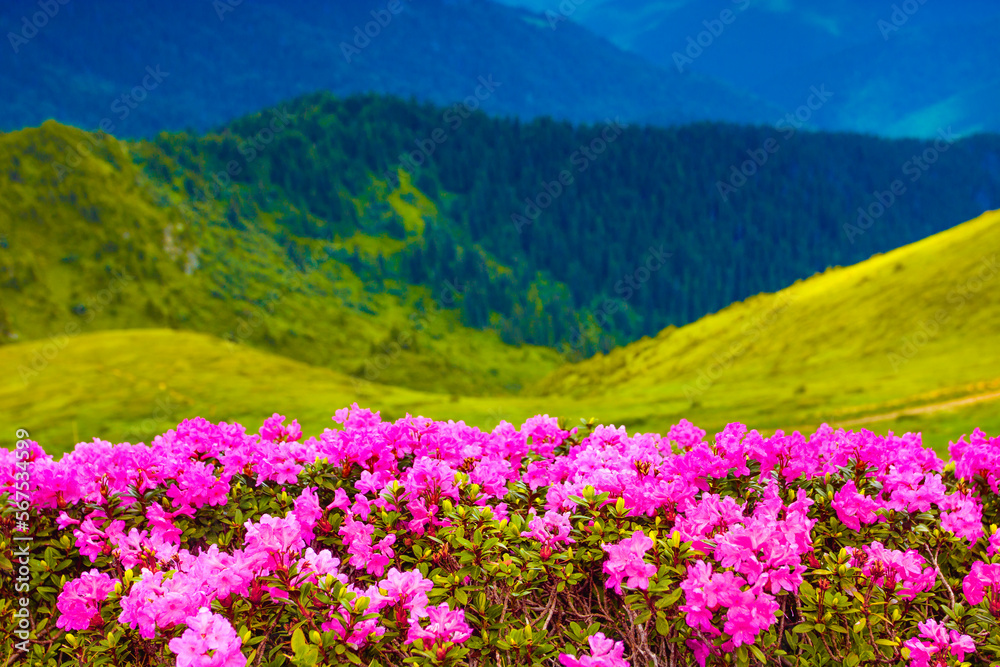 blooming pink rhododendron flowers, amazing panoramic nature scenery	