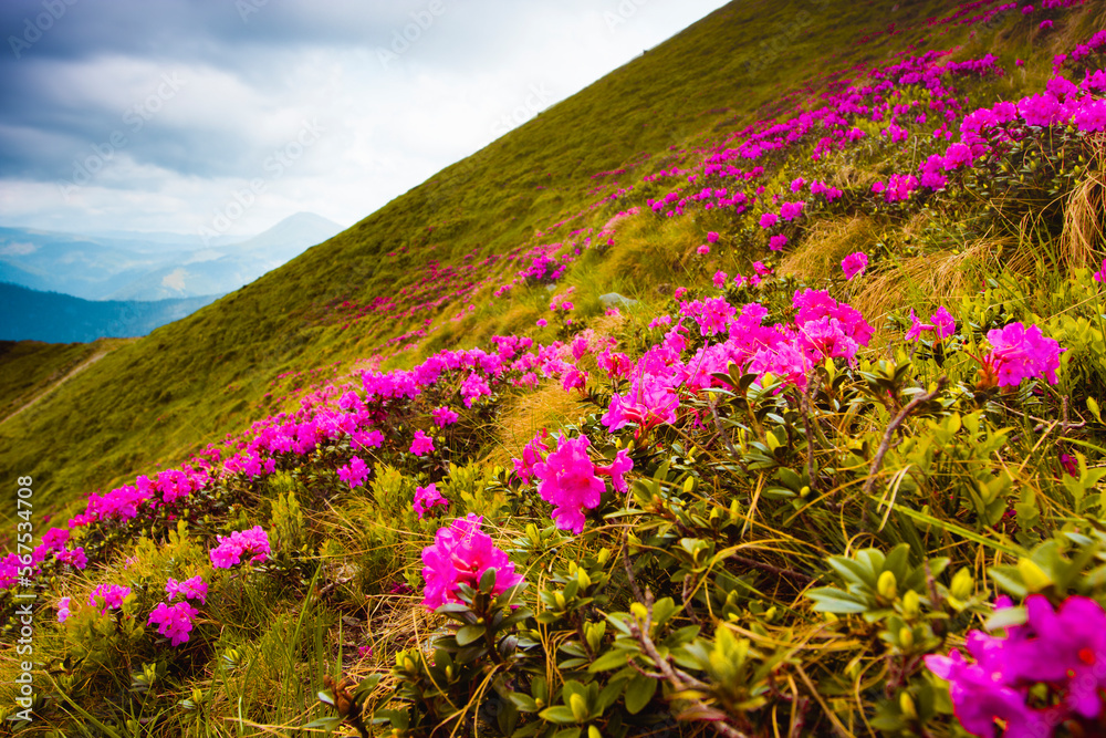 blooming pink rhododendron flowers, amazing panoramic nature scenery blooming pink rhododendron flowers, amazing panoramic nature scenery