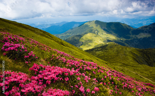 blooming pink rhododendron flowers, amazing panoramic nature scenery 