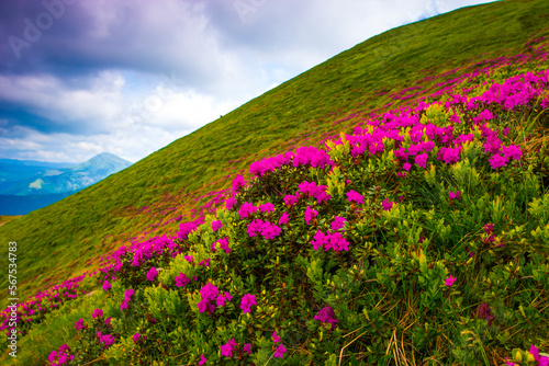 Fototapeta Naklejka Na Ścianę i Meble -  blooming pink rhododendron flowers, amazing panoramic nature scenery	