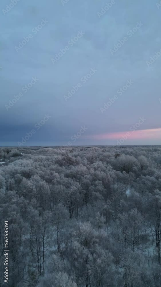 Vertical areal video of winter forest covered with snow. Vertical areal video of winter forest covered with snow.