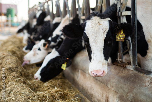 Black and white cows eating hay peeking through stall fence on livestock farm