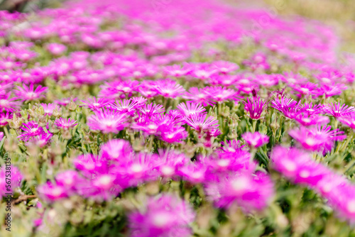 Field of Lampranthus. Lampranthus close up. Summer background with pink flowers and green leaves. Landscaping design.