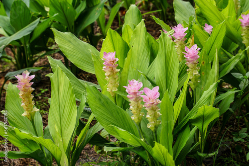 lily of the valley