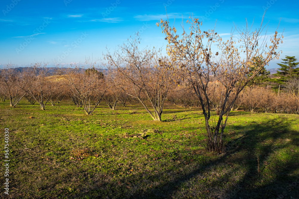 Hazelnut trees, cultivated in the hilly region of Langhe (Asti Province, Piedmont, Northern Italy), taken during winter season.
