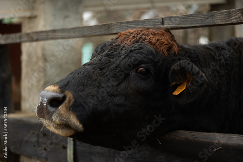 Cow waiting for feed in farm barn photo