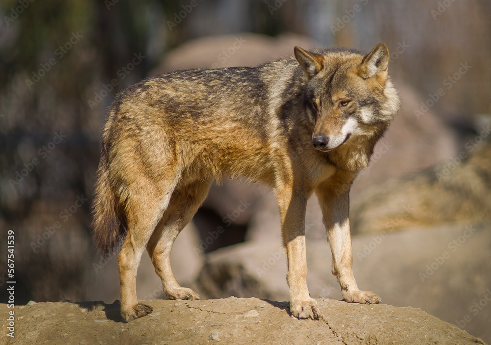 Gray Wolff (Canis lupus) is the wildest animals of Europe and Asia