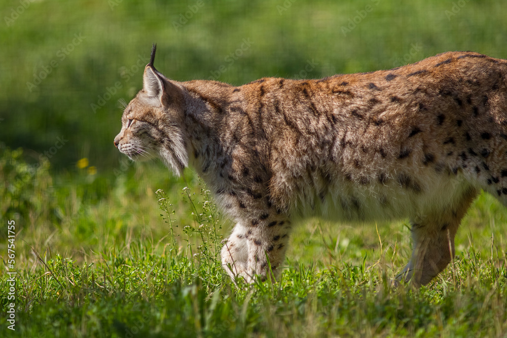 Eurasian Lynx (Lynx lynx) lives in Eskisehir (Eskişehir) Catacik widely in natural forest areas in Turkey. He is a medium-sized cat that lives in Asia and Europe. Eurasian Lynx (Lynx lynx) lives in Eskisehir (Eskişehir) Catacik widely in natural forest areas in Turkey. He is a medium-sized cat that lives in Asia and Europe.