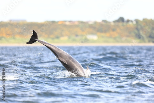 
Wild  bottlenose dolphins Tursiops truncatus breaching close to the shore while wild hunting for salmon 
at Channory point on the Blackisle in the Moray firth in Scotland. photo