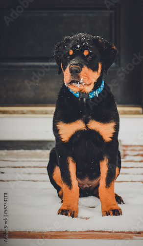 Rottweiler puppy sitting 