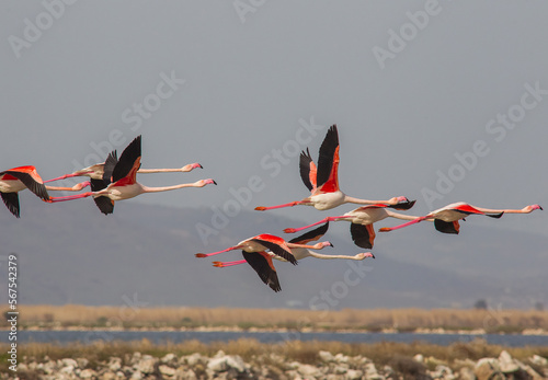 Located on an area of ​​8,000 hectares in Izmir, There are around 300 bird species, especially Greater Flamingos (Phoenicopterus roseus), in the bird paradise.	