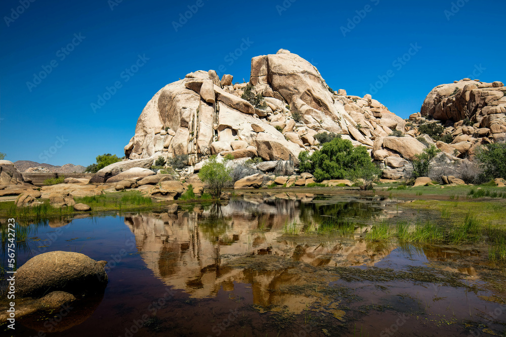 Desert Pond and Rocky Backdrop