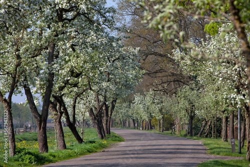 Pear tree blossom. Spring. Flower. Blossom. Street. Dokter Larijweg Ruinerwold Drenthe Netherlands. Countryside. © A