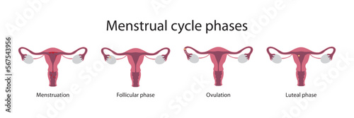 Menstrual cycle phases photo