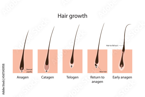 Hair growth stages