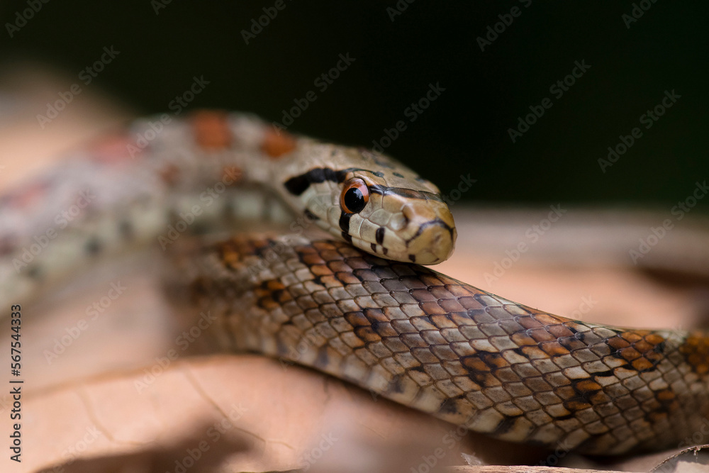 Fototapeta premium Leopard Snake (Zamenis situla) resting on leaves on the ground