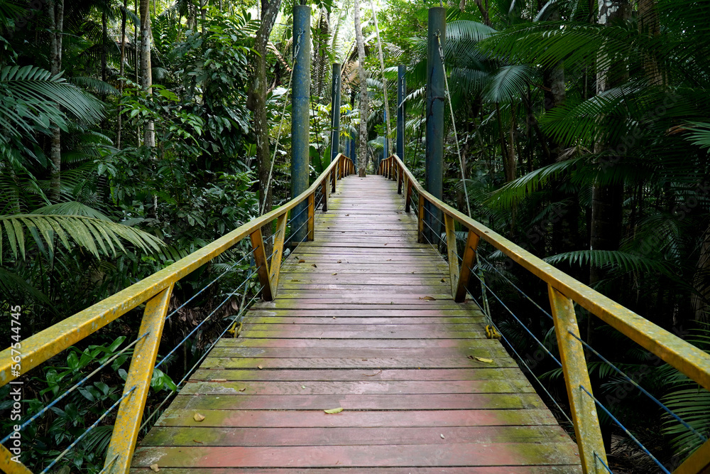 A wooden elevated walkway on tall stilts through the tropical rainforest in the urban Mindu Park of Manaus, Amazonas State, Brazil. A wooden elevated walkway on tall stilts through the tropical rainforest in the urban Mindu Park of Manaus, Amazonas State, Brazil.
