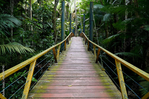 A wooden elevated walkway on tall stilts through the tropical rainforest in the urban Mindu Park of Manaus  Amazonas State  Brazil.