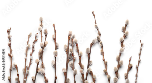 Photos Pussy willow branches isolated on white background