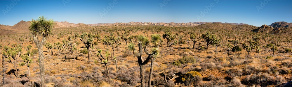 Desert Panorama of Joshua Trees