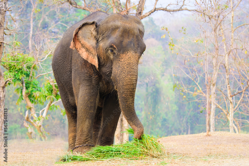 Fototapeta premium thai elephants conservation center lampang thailand