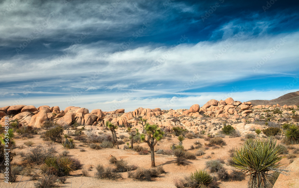 Desert Joshua Trees Under Cloudy Blue Sky
