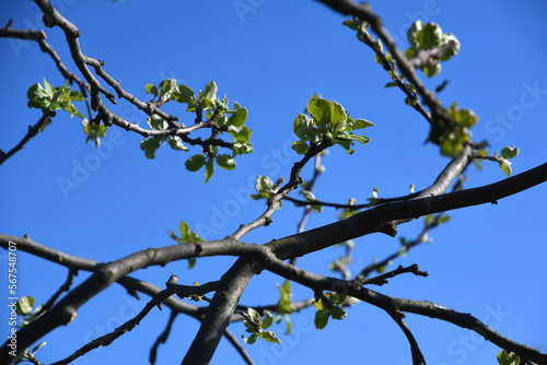 Obraz na płótnie branches against the sky w salonie