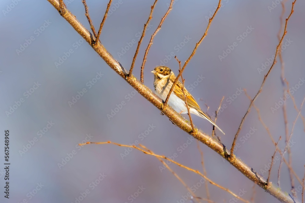 Male of the common reed bunting (Emberiza schoeniclus) - brown-white passerine bird in winter plummage Male of the common reed bunting (Emberiza schoeniclus) - brown-white passerine bird in winter plummage