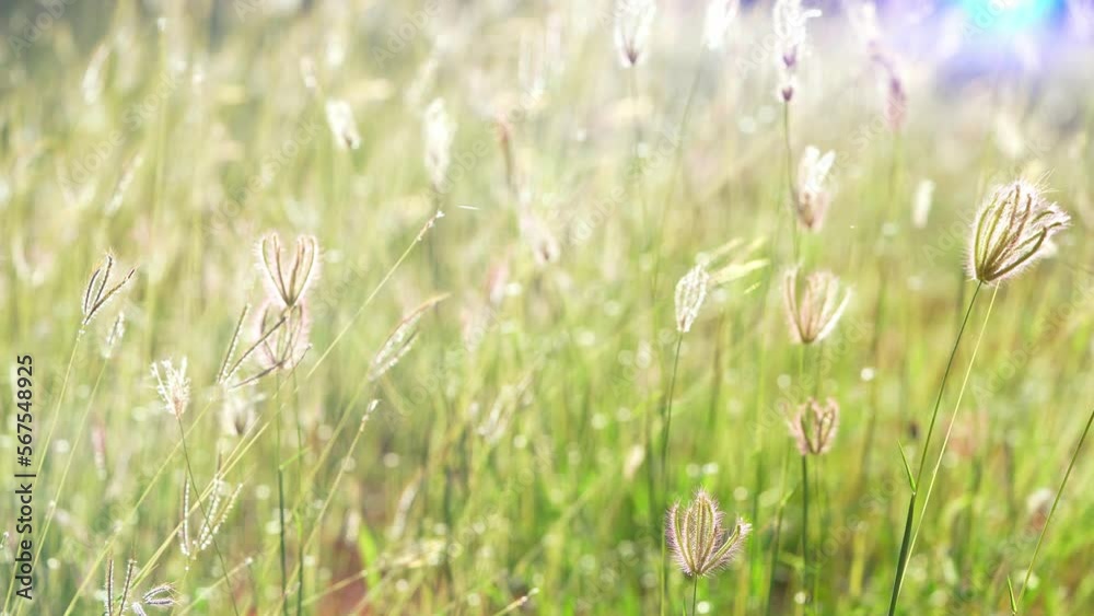 Swollen Finger grass on sunlight with light flare background. Chloris Barbata grass flower meadow selective focus in Beautiful Sunshine day. Swollen Finger grass on sunlight with light flare background. Chloris Barbata grass flower meadow selective focus in Beautiful Sunshine day.