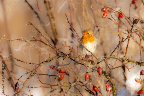 The European robin (Erithacus rubecula) - orange bird in winter photo