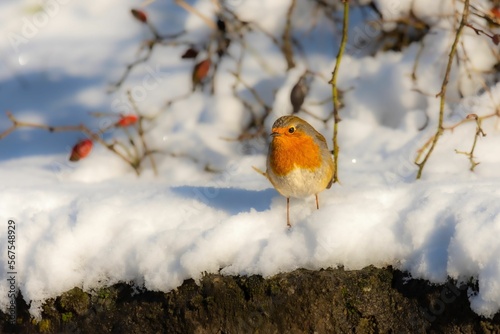 The European robin (Erithacus rubecula) - orange bird in winter photo