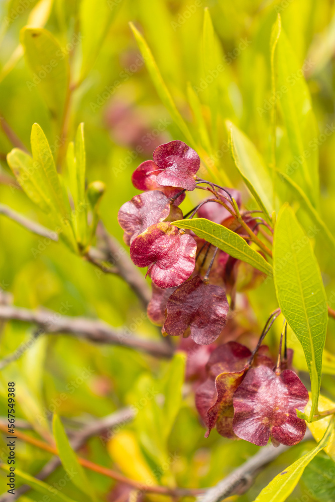 Obraz premium Beech plant, known as species Dodonaea viscosa (L.) Jacq. belongs to the plant family Sapindaceae.